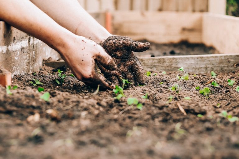 Seasonal Guides For A Flourishing Garden